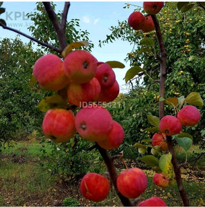 Картофелеводческое хозяйство