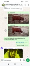 Обмен корову на лошадь