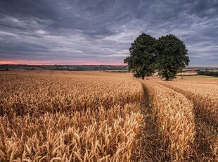 Сельское хозяйство сдаю в аренду земли, поля , пашни