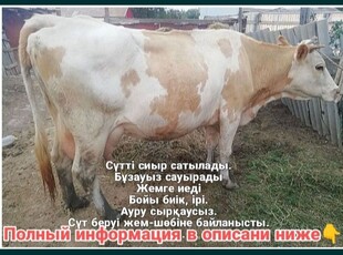 Сүтті сиыр (молочный) симментал