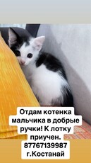 Отдам котенка мальчика в добрые руки